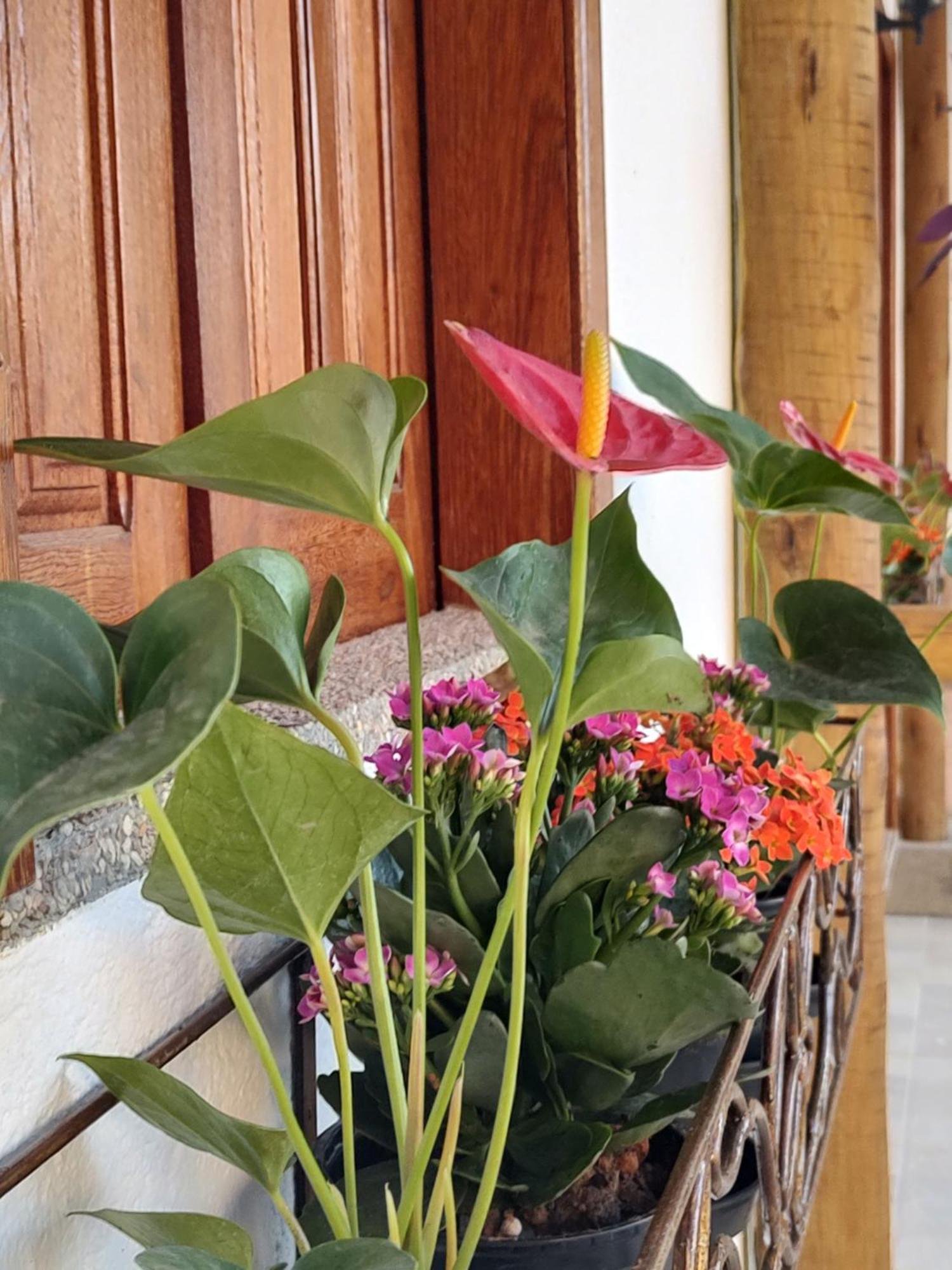 Chales E Suites Campos De Sao Joao Palmeiras  Rum bild