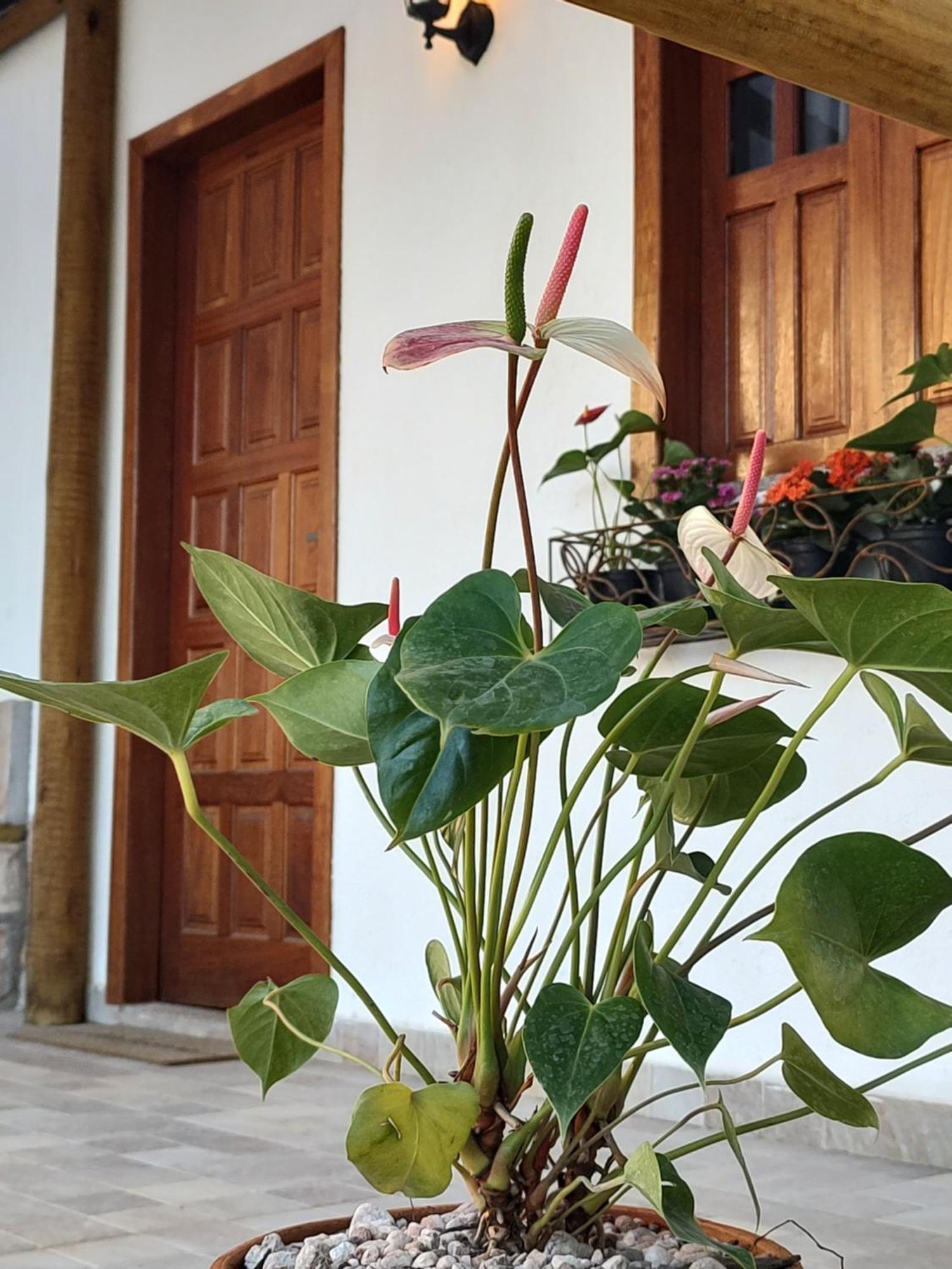 Chales E Suites Campos De Sao Joao Palmeiras  Rum bild